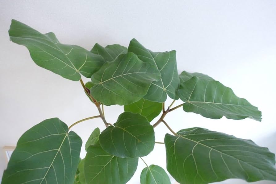 フィカス エベレスト 大株 ウンベラータ の1ランク上高級感 希少品種 観葉植物 51uXgnZyHSL._UF350,350_QL80_.jpg